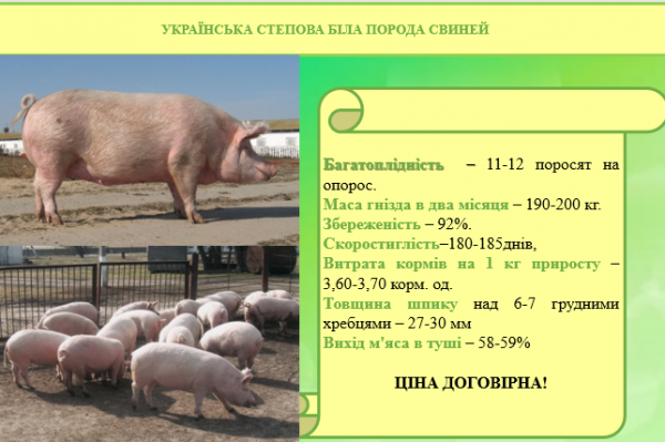 СТЕПОВА БІЛА